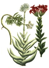 Cotyledon is a genus of the family Cotyledonaceae, here cotyledon africanum, perfoliatum, majus