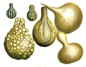 Bottle gourd Cucurbita lagenaria, variations of the gourd, matraciforma, pyriformis variegata,