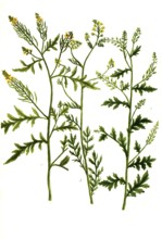 Eruca sylvestris flore albo, White mustard and Eruca palustris lutea, Historical, digitally