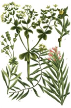 Spurges, a. Esula sicula, b. Esula caule crasso, c. Esula arborescens, marsh spurge, d. Esula