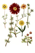 Various species of Ficoides africana, Historical, digitally restored reproduction from a 19th