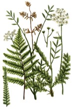 A. Filicula alpina crispa, b. Filipendula aquatica, c. Filipendula vulgaris, Filipendula vulgaris,
