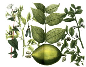 A. Faba major, bean, b. Faba minor, horse bean, c. Faba St. Ignatii, fever bean, d. Fagopyrum