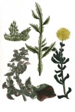 Ficoides afra, africana, peregrina, scolopendrice, Historical, digitally restored reproduction from