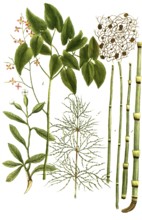A. Epidendron africanum, b. Epimedium herba, elfflower herb, c. Epithymum, d. Equisetum palustre,