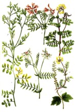 A. Coronilla, hatchet weed, b. Coronilla flore vario, bird vetch, c. Coronilla matitima, d.