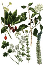A. Coriandrum, coriander, b. Coris lutea, c. Coris coerulea, d. Cornus mas, cornelian cherry, e.