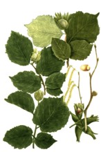Different varieties of hazel, hazelnut, Corylus sativa, hortensis, sylvestris, Historical,