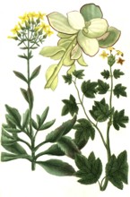 Cotyledon is a genus of the family Cotyledonaceae, here Cotyledon africanum, africanum folio