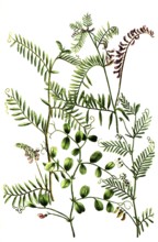 A. Gracca major sylvestris, b. Gracca minor siliquis plurimis, c. Gracca vulgaris latifolia, d.