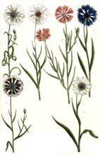 Variations of the cornflower, a. Cyanus albus, b. Cyanus hortensis, c. Cyanus albus flore rubro, d.
