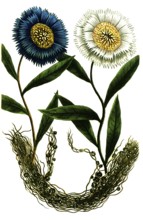 Cuscuta cuscute, flax-silk, white-flowered cornflower Cyanus major latifolius flore albo,