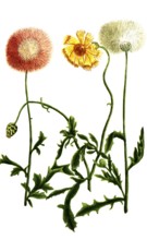 Variations of the cornflower, a. Cyanus orientalis flore purpureo, b. Cyanus odoratus major flore