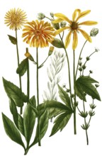 Various species of doronicum, maximum, plantagenis, vulgare, argentum, monspeliensium, Historical,