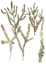 A. Erica vulgaris, broom heather, b. Erica vulgaris rubra, c. Erica folio myricae flore albo, d.