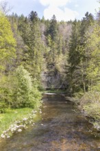River Wutach in the Wutach Gorge, Black Forest, Baden-Württemberg, Germany