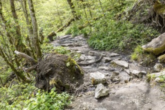 Hiking trail in the Wutach Gorge, Black Forest, Baden-Württemberg, Germany
