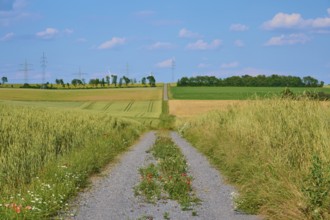 A gravel path between green fields with flowers under a blue sky, Marktheidenfeld, Bavaria, Germany