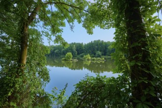 A dense forest surrounds a calm river with clear water reflecting the riparian vegetation, summer,