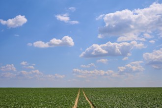 Wide sugar beet field with plants under blue sky and scattered clouds, a path leads into the