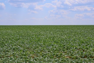 An endless sugar beet field with dense vegetation under a slightly cloudy sky, Hausen, Würzburg