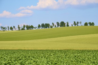 Hilly landscape with green fields and a row of trees under a blue sky with clouds, Marktheidenfeld,