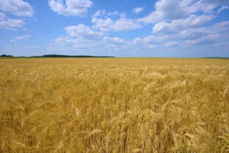 Golden yellow barley field under a bright blue sky with scattered clouds, summer, Höhefeld,