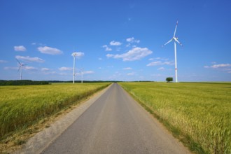 A long road leads through a corn field with wind turbines and a blue, cloudy sky, summer,