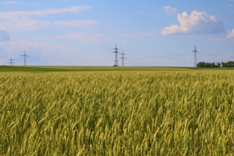 A large wheat field with electricity pylons and a blue, slightly cloudy sky, Marktheidenfeld,