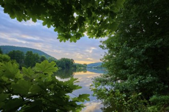 View of a calm river framed by foliage with reflecting clouds, sunrise, summer, Grünenwört,
