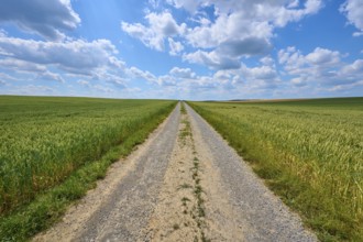 A long gravel path runs between green grain fields under a sky with cloudy formations, summer,