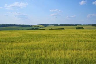 Wide view of green grain fields and hills under a blue sky with few clouds, summer, Retzstadt,
