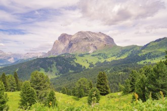 Extensive mountain and forest landscape with meadows and sky, Alpe di Siusi, Dolomites, South