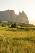 Golden meadow in the evening sun against a steep mountain backdrop, Schlehrn, Alpe di Siusi,
