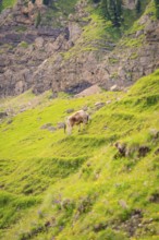Cow grazing on a green meadow in front of a rocky mountain landscape, Alpe di Siusi, Dolomites,
