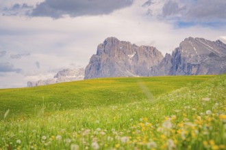 Green meadow with flowers in front of an impressive rock formation and cloudy sky, Alpe di Siusi,