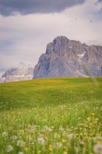 Rocks towering over a vast flower meadow under a cloudy sky, Alpe di Siusi, Dolomites, South Tyrol,