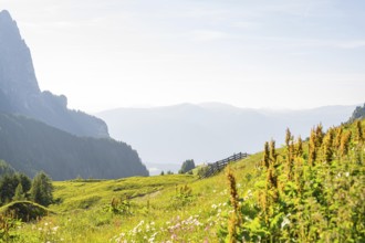 Blooming meadow with mountain backdrop and rolling hills under a bright sky, Alpe di Siusi,