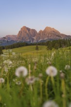 Impressive view of the Dolomites in the evening light with meadow flowers in the foreground,