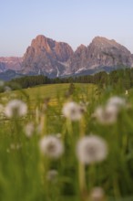 Fascinating mountain landscape of the Dolomites, framed by blooming meadow flowers, Sassolungo