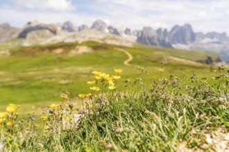 Yellow flowers and grasses on a hill with a mountain backdrop, Alpe di Siusi, Dolomites, South