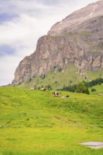 Cows grazing on a green meadow in front of a mountain, Alpe di Siusi, Dolomites, South Tyrol, Italy