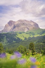 Mountain panorama with violet flowers in the foreground and green meadows, Alpe di Siusi,