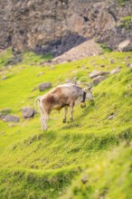 A cow grazing on a green pasture in front of a rock face, Alpe di Siusi, Dolomites, South Tyrol,