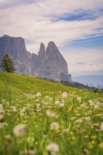 Flower meadow with mountain peaks and mixed sky in the background, Seiser Alm, Schlehrn, Dolomites,