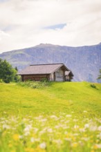 Hut stands on a green meadow with blooming flowers in front of a mountain panorama, Alpe di Siusi,