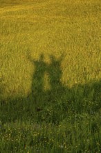 Shadow of two people on a sunlit meadow, Alpe di Siusi, Dolomites, South Tyrol, Italy