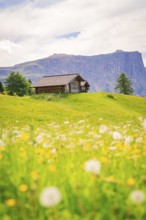 Wooden hut on a flowery meadow in front of an impressive mountain panorama, Alpe di Siusi,