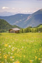 A haystack on a flowering meadow in front of a picturesque mountain panorama, Alpe di Siusi,