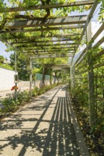 A sunny garden path with pergola and flowering plants, Botanical Garden, The Gardens of